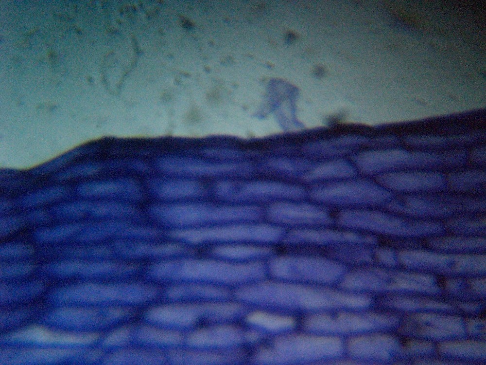 Adattare una digitale al microscopio?